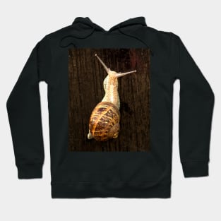 ibs snail Hoodie